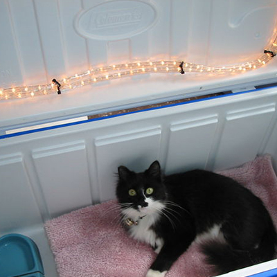 10 Outdoor Cat Maisons, Monde - Meilleur Blog Litière Cat, Assainir l'air (litière) 10 Outdoor Cat Maisons, Monde - s le meilleur blog de litière pour chats, changement dans l'air
