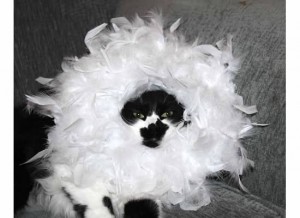 11 Schnelle und einfache DIY-Halloween-Kostüme für Ihre Katze