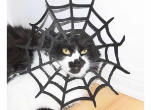 11 Schnelle und einfache DIY-Halloween-Kostüme für Ihre Katze