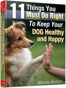 11 choses que vous devez faire droit de garder votre chien en bonne santé et heureux