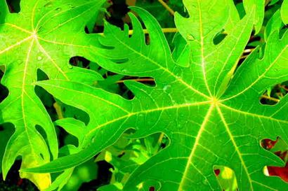 15 utilisations pour feuilles de papaye - Un remède puissant pour le cancer - OMTimes Writer - Community