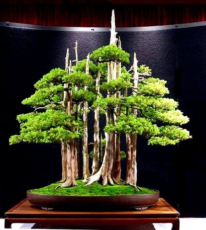 22 Les meilleurs arbres Bonsai, meilleures plantes Bonsai, Balcon Jardin Web