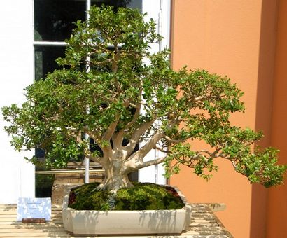 22 Top Bäume für Bonsai, beste Bonsaipflanzen, Balkon Garten Web