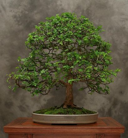 22 Top Bäume für Bonsai, beste Bonsaipflanzen, Balkon Garten Web