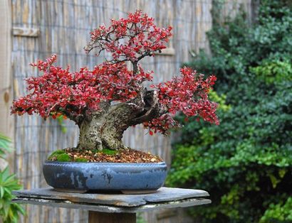 22 Les meilleurs arbres Bonsai, meilleures plantes Bonsai, Balcon Jardin Web