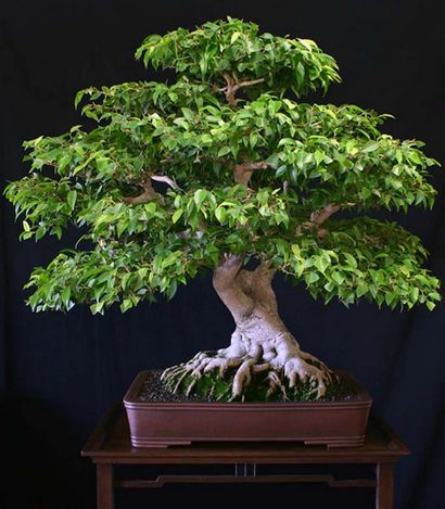 22 Top Bäume für Bonsai, beste Bonsaipflanzen, Balkon Garten Web