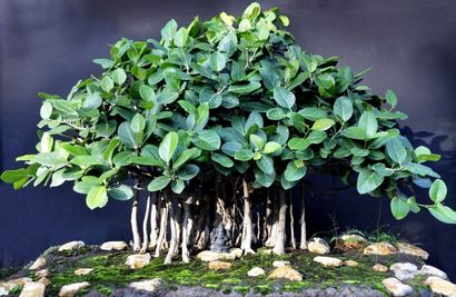 22 Les meilleurs arbres Bonsai, meilleures plantes Bonsai, Balcon Jardin Web