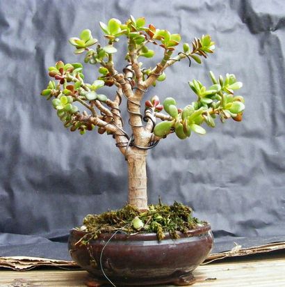 22 Les meilleurs arbres Bonsai, meilleures plantes Bonsai, Balcon Jardin Web