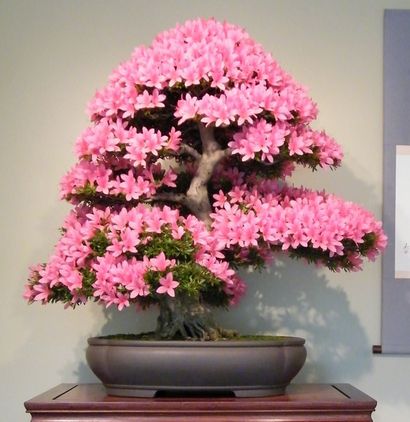 22 Top Bäume für Bonsai, beste Bonsaipflanzen, Balkon Garten Web