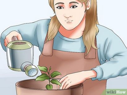 3 façons de développer Clematis dans les pots