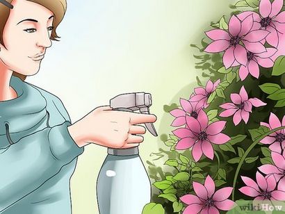 3 façons de faire croître Clematis dans les pots (Без кейворда) 3 façons de développer Clematis dans les pots