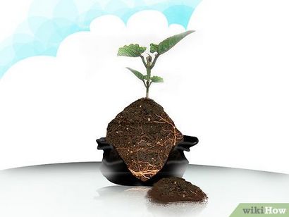 4 Ways to Grow Kale