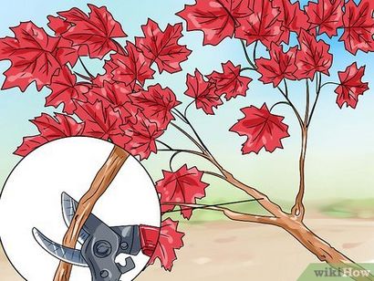 4 Möglichkeiten, einen japanischen Ahorn Bonsai-Baum zu verdienen