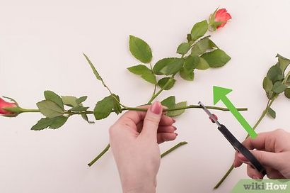 4 Möglichkeiten, um frische Blumen Last Longer