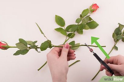 4 façons de faire des fleurs fraîches durent plus longtemps