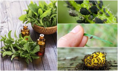 5 Top Essential Oils abzustoßen Häufige Bugs, Insekten - Schädlinge