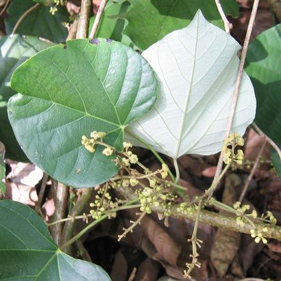 5 classique Poisons et les gens qui les ont utilisés, Floss mentale (nature) 5 classique Poisons et les gens qui les ont utilisés, Mental Floss