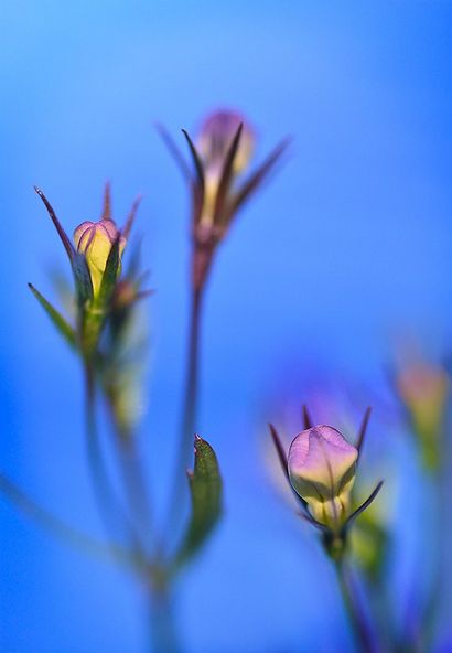 5 astuces Creative Macro Photographie