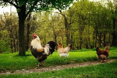 5 règles pour garder plusieurs coqs - Mon blog Pet Chicken