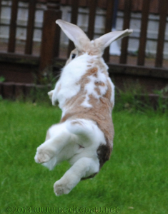 5 Schritte zum Verwandeln Sie Ihr Kaninchen in einem Happy Rabbit - AnimalWhoop