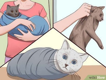 5 Wege, um Ihre Katze zu reinigen, wenn er t Can Do It selbst