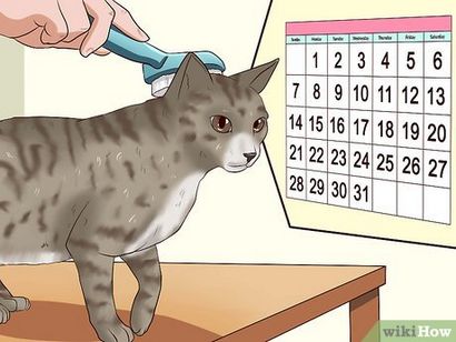 5 Wege, um Ihre Katze zu reinigen, wenn er t Can Do It selbst