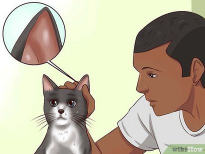 5 façons de nettoyer votre chat quand il peut le faire lui-même t