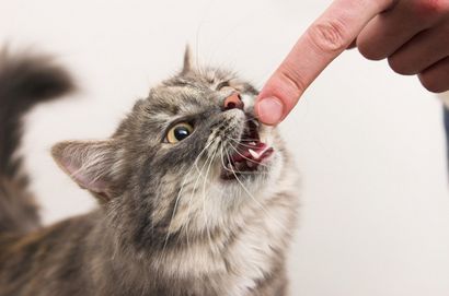 5 façons d'obtenir votre chat de cesser de vous Mordre
