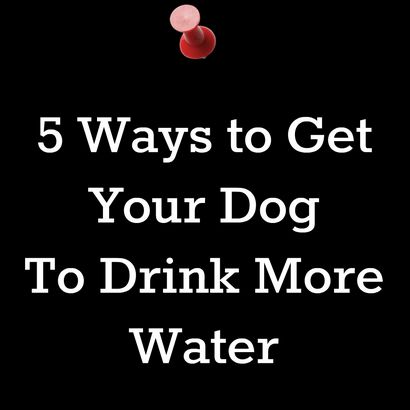 5 façons d'obtenir votre chien à boire plus d'eau