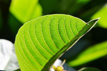 6 gesundheitlichen Vorteile von Guava Blätter, von der Behandlung Diarrhoe Krebs