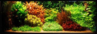 7 Styles Aquascaping pour les aquariums, le guide Aquarium (aquariums) 7 Styles Aquascaping pour les aquariums, le guide Aquarium
