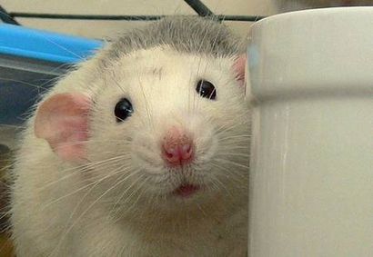 7 Solutions d'assistance aux animaux de rat et souris TreeHugger Infestations