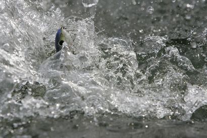 7 Conseils pour améliorer votre pêche Topwater Basse - Wired2fish