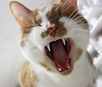 9 Faits étonnants sur les chats (faits) 9 Faits étonnants sur les chats