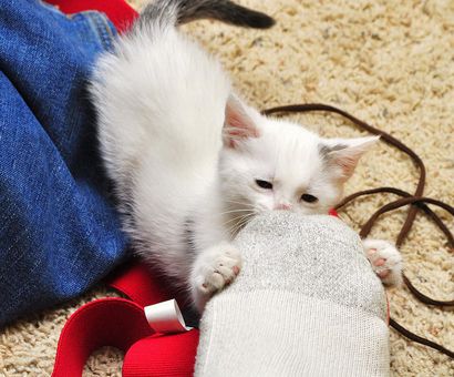 9 conseils pour arrêter votre chat de Mordant - Parce que chaque Cat Matters ™