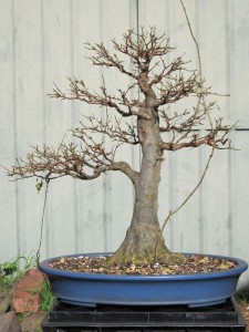 Guide pour garder vos Bonsai petites feuilles - - Un débutant Bonsaï The Ultimate Guide Care-