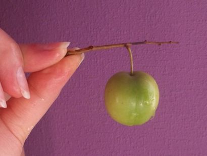 A propos de l'alimentation - tkemali (Sauce Plum Sour), Géorgie À propos de (Sour) A propos de l'alimentation - tkemali (sauce aigre-prune), la Géorgie À propos de