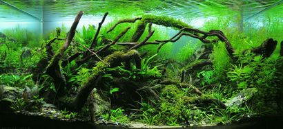 Ein Leitfaden für das Aquascaping bepflanzten Aquarium