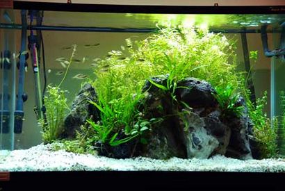 Ein Leitfaden für das Aquascaping bepflanzten Aquarium