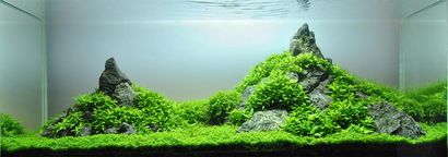 Ein Leitfaden für das Aquascaping bepflanzten Aquarium