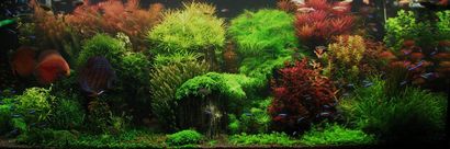 Ein Leitfaden für das Aquascaping bepflanzten Aquarium