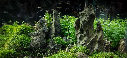 Un guide pour Aquascaping l'aquarium planté