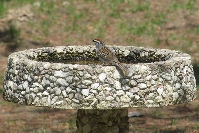 Tout sur les bains d'oiseaux en béton