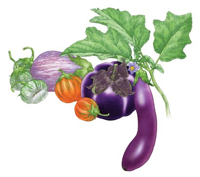 Tout sur Growing Aubergine - Organic Gardening - LA TERRE MERE NOUVELLES