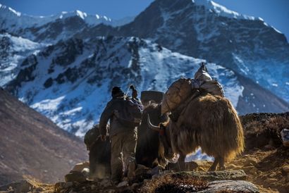 Anatomie d'un sarment Léopards des neiges au Népal, Blog de Jimmy Chin