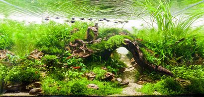 Aquarium Photographie Tutoriel pour Aquascaping, ScapeFu