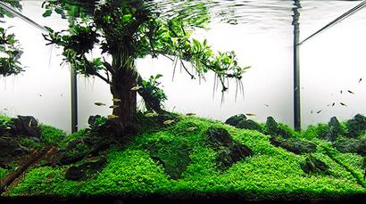 Aquarium Photographie Tutoriel pour Aquascaping, ScapeFu