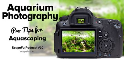 Aquarium Photographie Tutoriel pour Aquascaping, ScapeFu