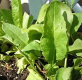 Arugula (roquette salade) faits de nutrition et bienfaits pour la santé
