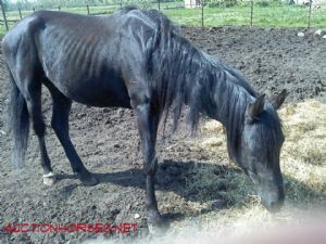 Chevaux enchères (Enumclaw auctin) Chevaux enchères